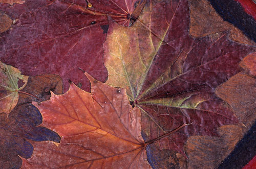 Forest Floor detail