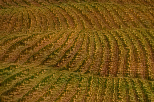 Rolling Fields Detail