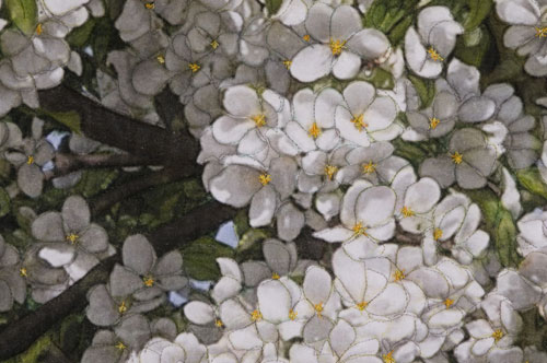 Flowering Crabapple Tree detail