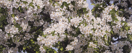 Flowering Crabapple Tree