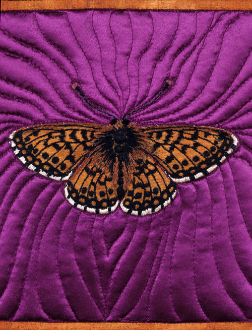 Butterflies Clossrana Selene  detail