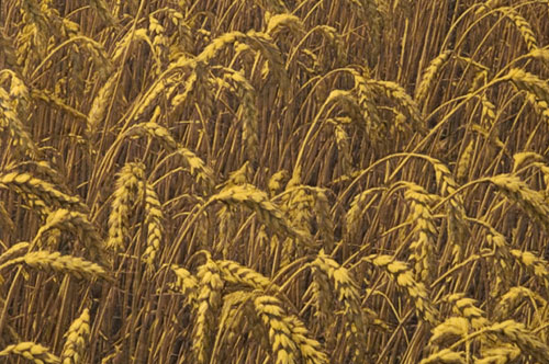 Wheat As Far As The Eye Can See detail
