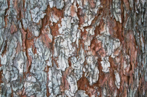 Blue Spruce bark - detail