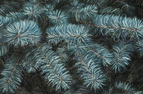 Blue Spruce Leaf - Detail