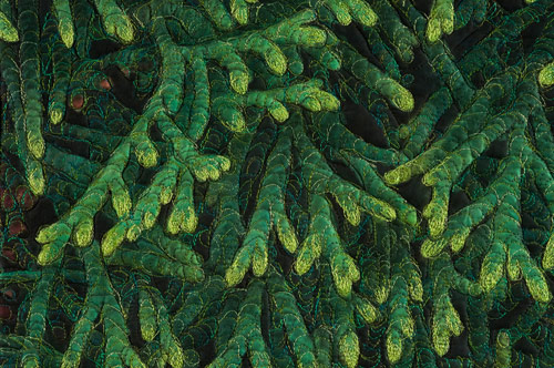 Cedar Leaf - Detail