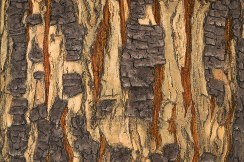 Crabapple bark - detail