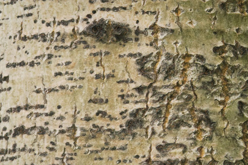 Poplar bark - detail