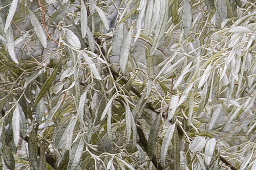 Russian Olive  Leaf - Detail