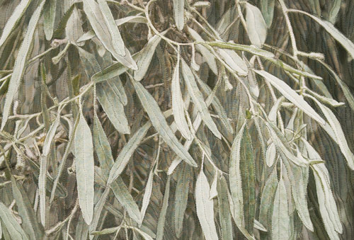 Russian Olive - detail