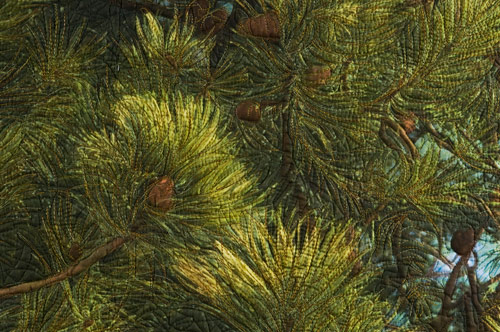 Scots Pine - detail